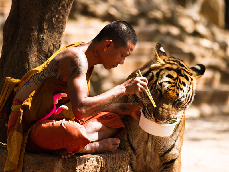 Man Feeding Tiger 1